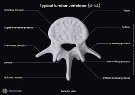 picture is missing: superior process. extra s are accessory, mammillary