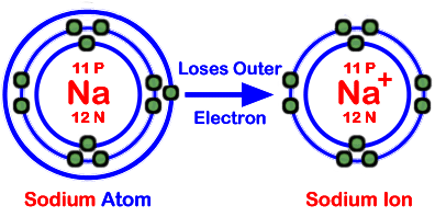 <p>The radius of the ion decreases because an electron shell is lost</p>