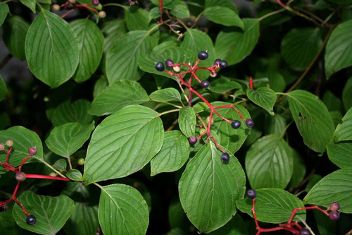 <p>Cornaceae Cornus alternifolia</p>