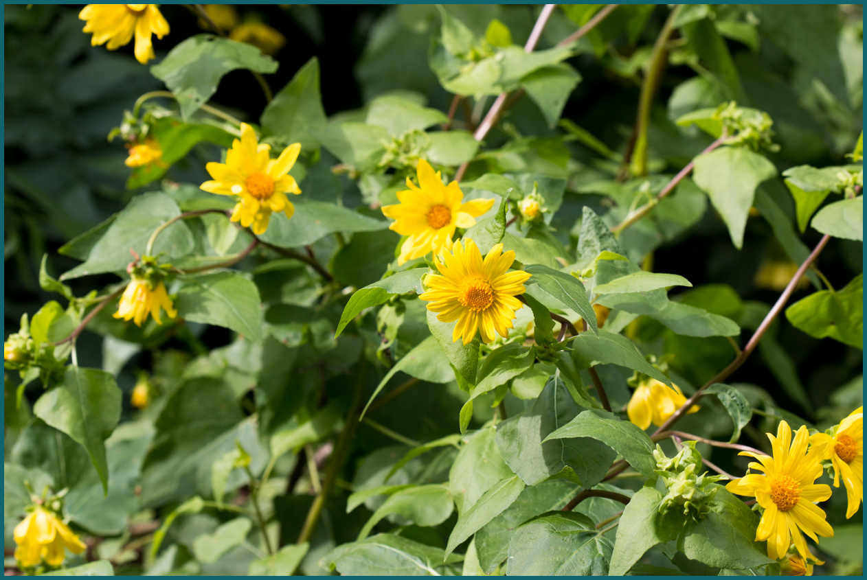 <p>Canyon Sunflower</p>