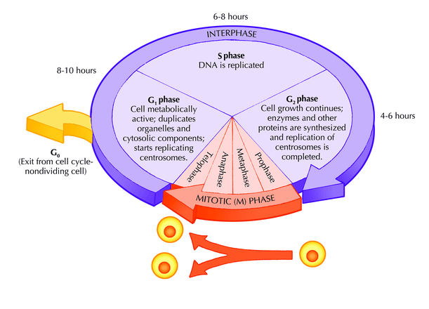 this picture shows which process