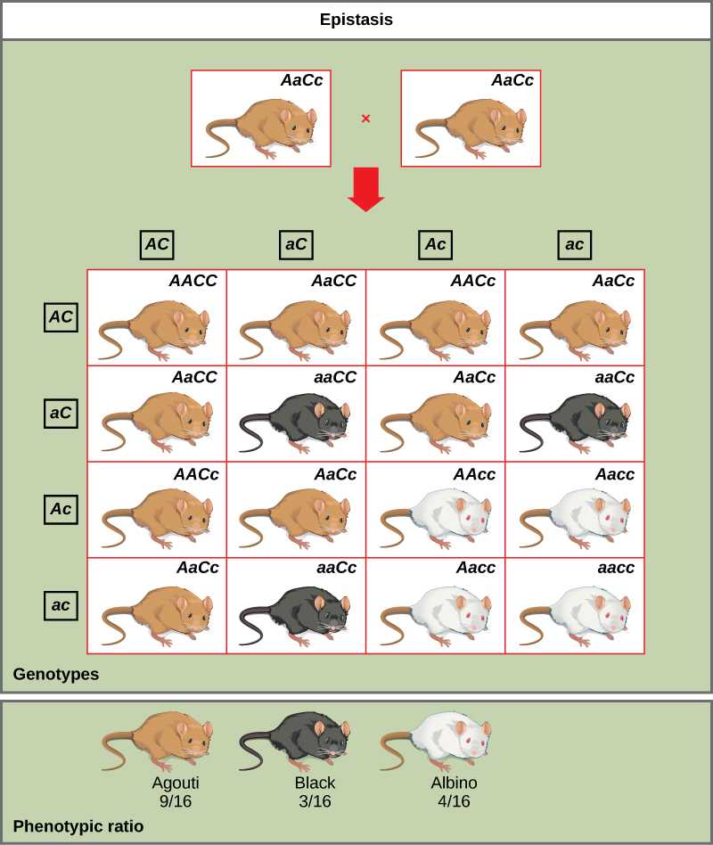 <p>expression of 1 gene affects the expression of another gene</p><p>eg The wild-type coat color, agouti (AA), is dominant to solid-colored fur (aa). However, a separate gene (C) is necessary for pigment production. A mouse with a recessive c allele at this locus is unable to produce pigment and is albino regardless of the allele present at locus A (Figure 1). Therefore, the genotypes AAcc, Aacc, and aacc all produce the same albino phenotype. A cross between heterozygotes for both genes (AaCc x AaCc) would generate offspring with a phenotypic ratio of 9 agouti:3 solid color:4 albino (Figure 1). In this case, the C gene is epistatic to the A gene.</p>