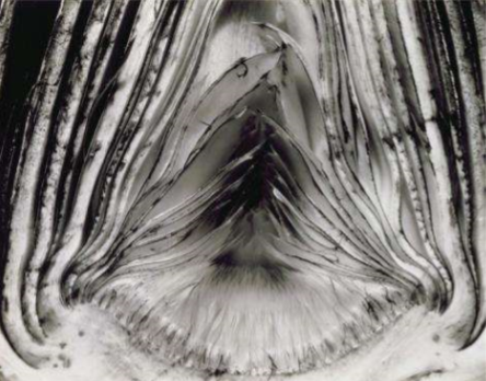 <p>Artichoke, Halved</p>