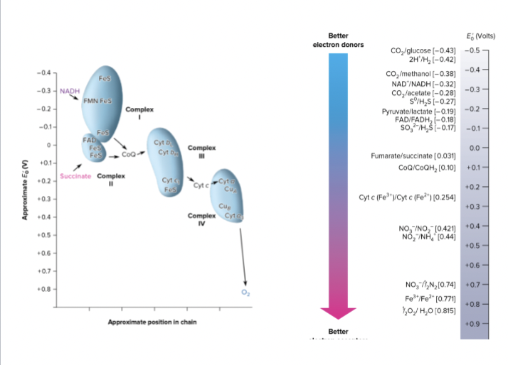 <p>Why is there Less energy production in Anaerobic respiration?</p>