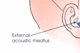 <p><span style="color: oklch(0.3039 0.04 213.68);">External acoustic meatus</span></p>
