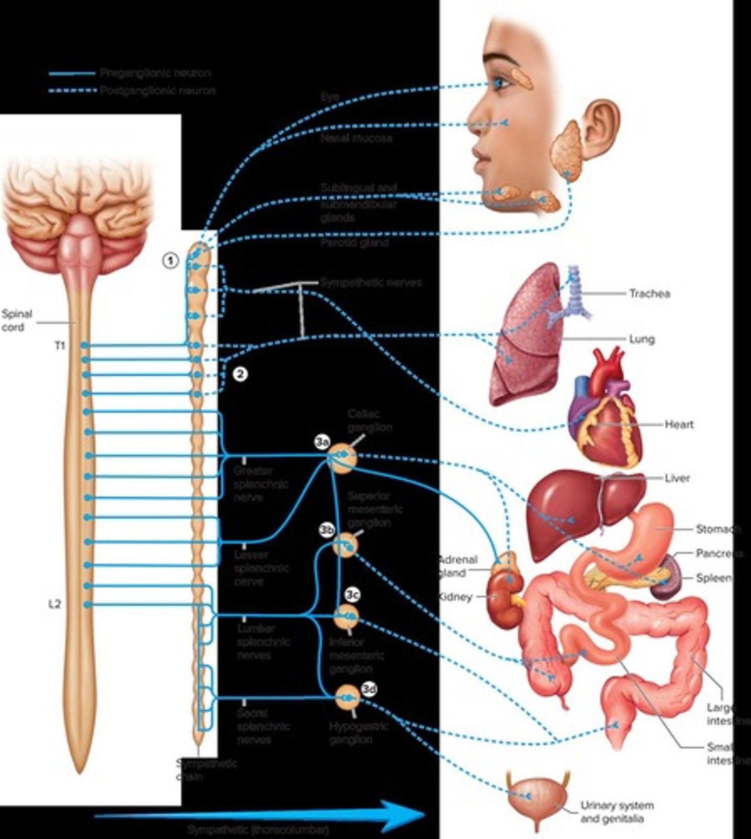 <p>Stimulates contraction of blood vessels, increasing blood pressure.</p>