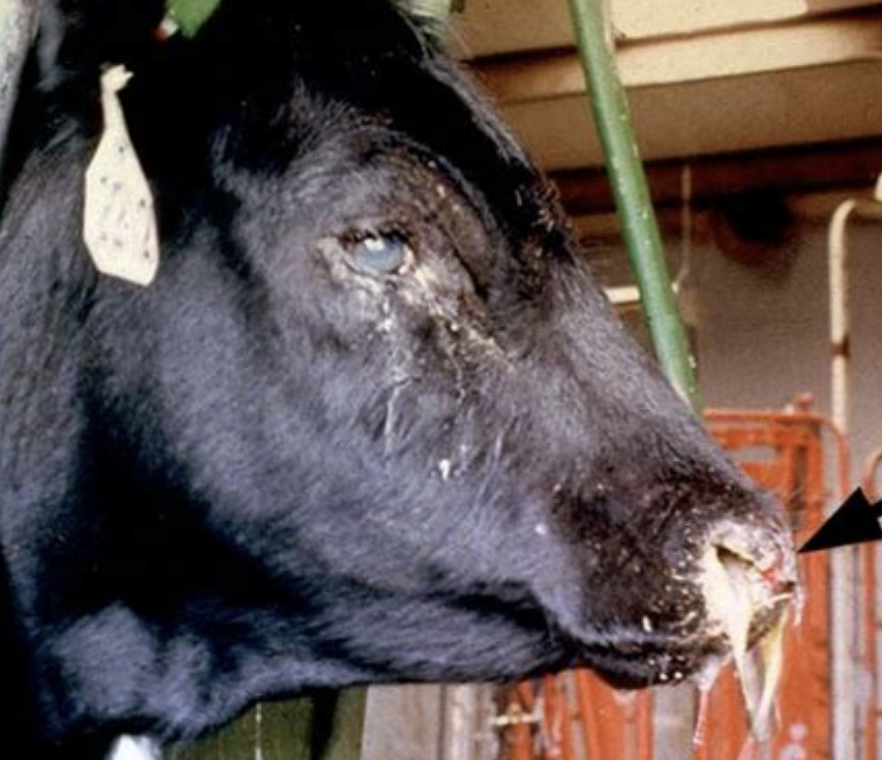 <p>malignant catarrhal fever (cattle)</p><p>bluetongue (sheep)</p>