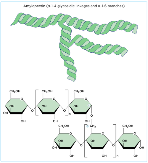 <p>Glycosidic  bonding from C1 of a glucose to C4 of the next, but some have 1,6 glycosidic bonds, which forms a branched structure (pictured)</p>