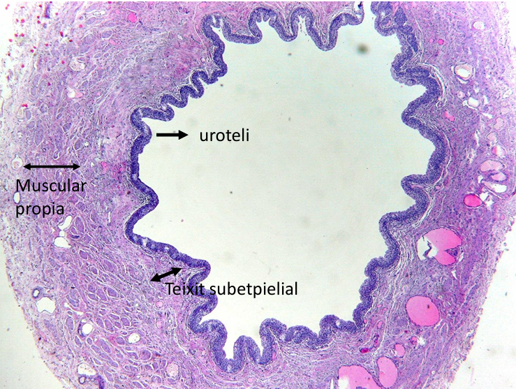 <p>ESTRUCTURA: UROTELI, TEIXIT SUBEPITELIAL, CAPA MUSCULAR</p>
