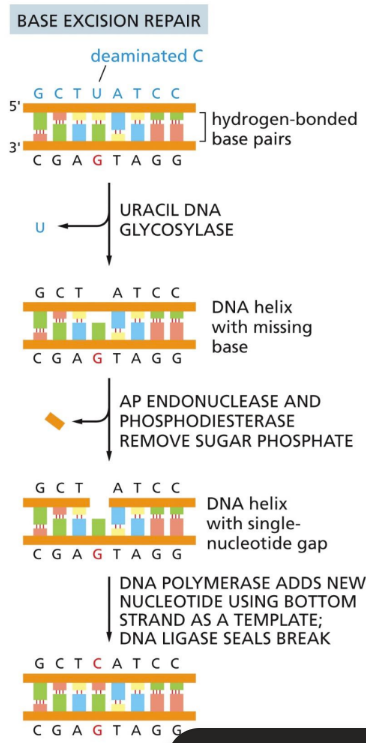 <p><span>removed affected base and replacing it with the correct one&nbsp;</span></p><ul><li><p class="Paragraph SCXW267697300 BCX0" style="text-align: left"><span>DNA glycosylases are specific for altered DNA base (DETECTION)&nbsp;</span></p><ul><li><p class="Paragraph SCXW267697300 BCX0" style="text-align: left"><span>DNA glycosylase enzyme flips out each nucleotide until it finds one to repair&nbsp;</span></p></li></ul></li></ul><ul><li><p class="Paragraph SCXW267697300 BCX0" style="text-align: left"><span>Steps (REPAIR PROCESS):&nbsp;</span></p></li></ul><ol><li><p class="Paragraph SCXW267697300 BCX0" style="text-align: left"><span>Hydrolysis by specific DNA glycosylase&nbsp;</span></p><ul><li><p class="Paragraph SCXW267697300 BCX0" style="text-align: left"><span>Flips out nucleotide&nbsp;</span></p></li></ul></li></ol><ol start="2"><li><p class="Paragraph SCXW267697300 BCX0" style="text-align: left"><span>AP enzymes (aqurinic or apyrimidic endonucleases) chew out sugar backbone here&nbsp;</span></p></li></ol><ol start="3"><li><p class="Paragraph SCXW267697300 BCX0" style="text-align: left"><span>DNA polymerase adds new nucleotide&nbsp;</span></p></li></ol><ol start="4"><li><p class="Paragraph SCXW267697300 BCX0" style="text-align: left"><span>DNA ligase seals nick with new sugar piece&nbsp;</span></p></li></ol><p></p>