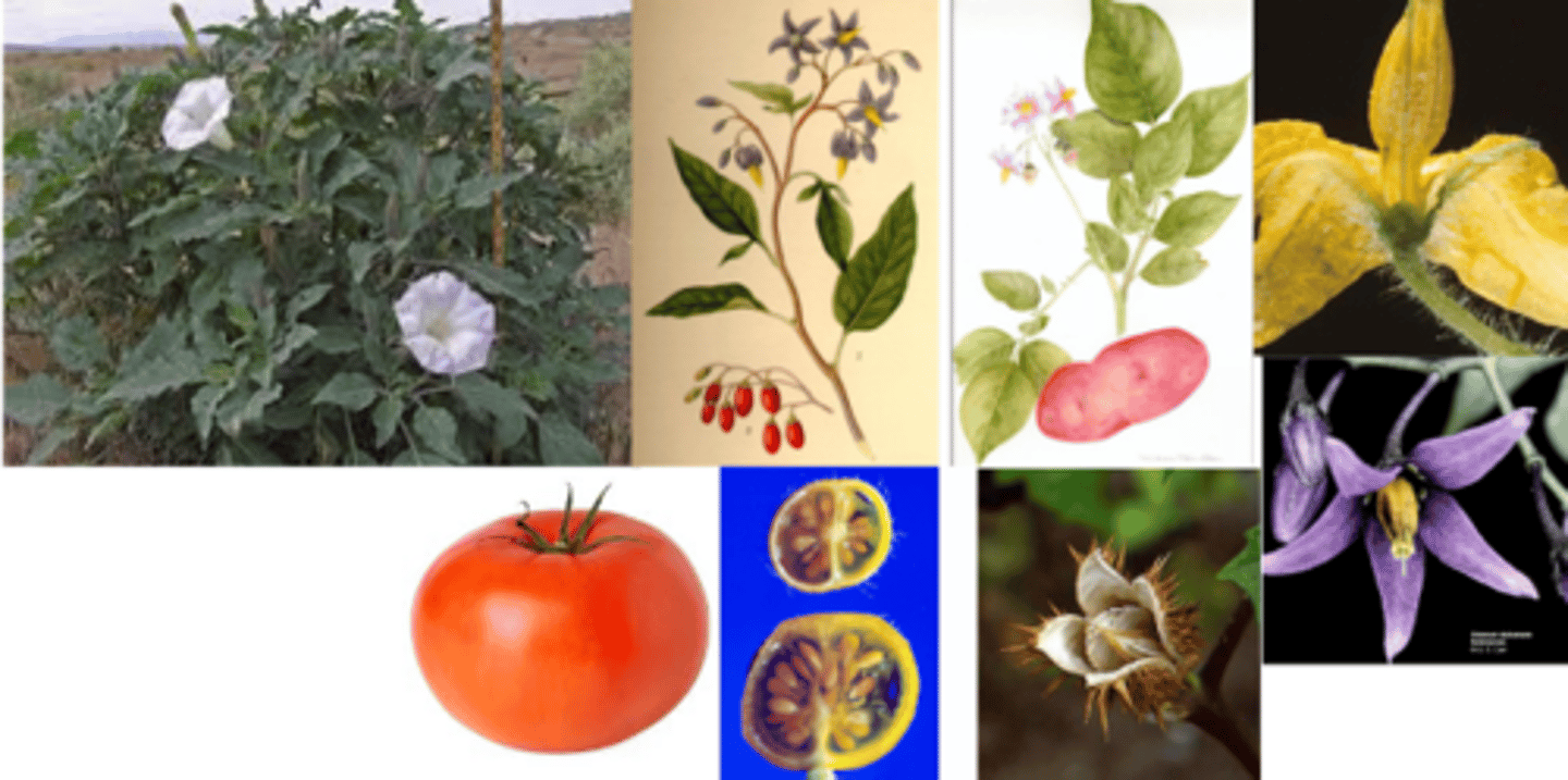 <p>What family has these characteristics? </p><p>1) Alternate </p><p>2) Regular </p><p>3) Variable </p><p>4) Berry or Capsule </p><p>Food crops (economic importance): </p><p>- tomato, potoato, etc...</p><p>Has specialized anti-herbivore compounds (glycoalkaloids)</p><p>Gynoecium: </p><p>2, connate => 1 style</p><p>ovary superior</p>