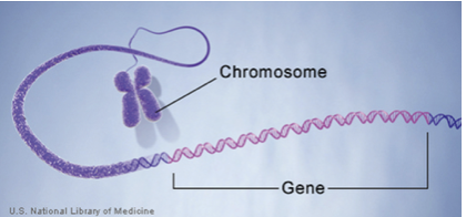 <ul><li><p>Unit of DNA that determines a trait</p></li><li><p>Infinite # of traits</p></li><li><p>Phenotype: physical trait</p></li><li><p>Produces a protein, RNA</p></li><li><p>Genes interact with each other and the organism’s environment to determine final trait</p></li><li><p>Genes AND environment determine the traits</p></li></ul>