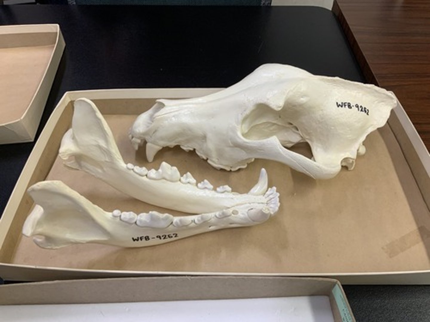 <p>Genus, species</p><p>-large skull</p><p>-triangular zygomatic arch</p>