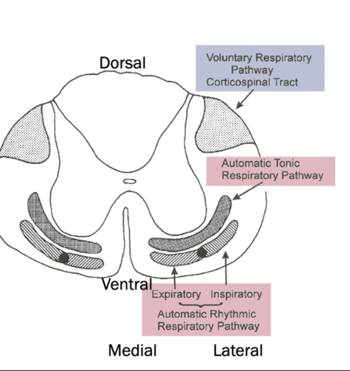 <p>dorsal, comes from cerebrum</p>