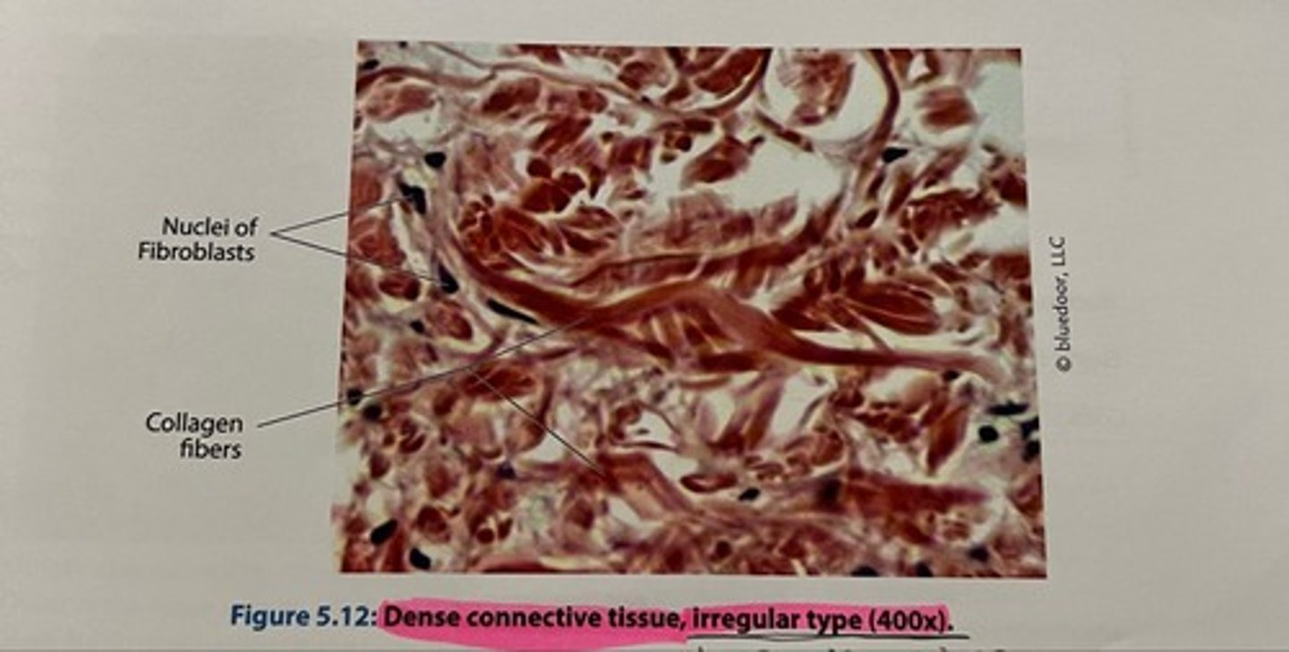 <p>Location</p><p>Deeper layer of skin</p><p>•Encapsulates various internal organs</p><p>Function Withstands unpredictable stresses to organs</p>