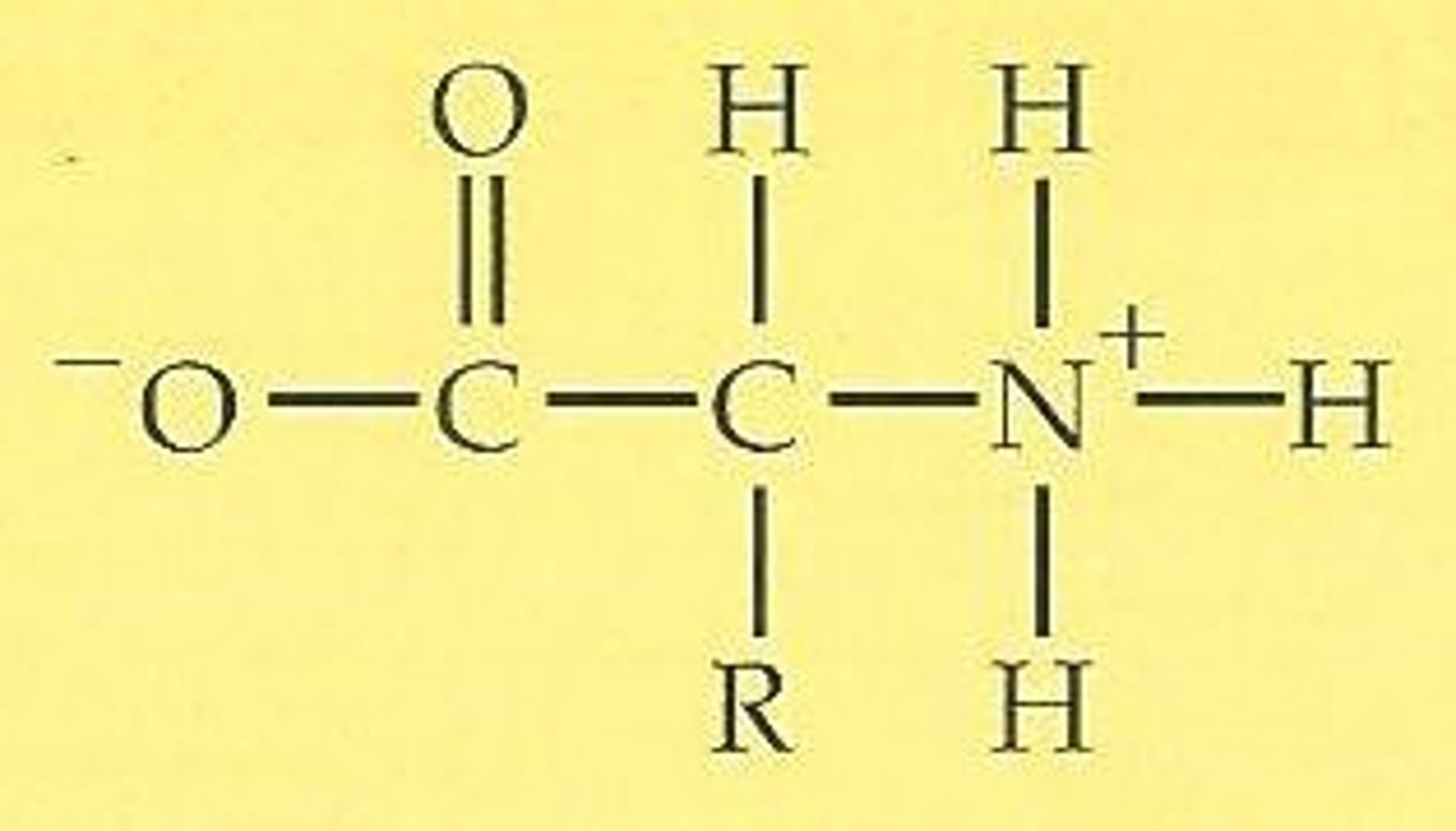 <p>-positive (-NH3+) and negative charge (COO-) at physiological pH (overall neutral charge)</p><p>- solid at room temp because, even though overall charge zero, due to ionic bonding (form giant crystal lattices)</p>