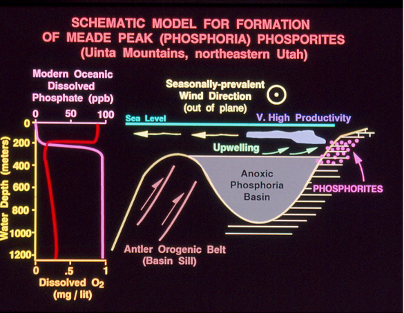 <p>Oxygen minimum at 200m (phosphorite formation)</p>
