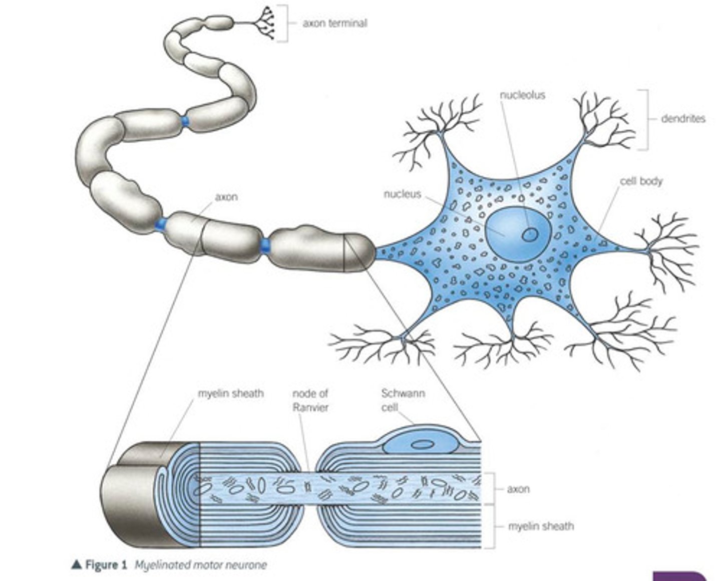 <p>- cell body</p><p>- nissl granule</p><p>- dendrons</p><p>- axon</p><p>- schwann cells</p><p>- myelin sheath</p><p>- nodes of Ranvier</p>