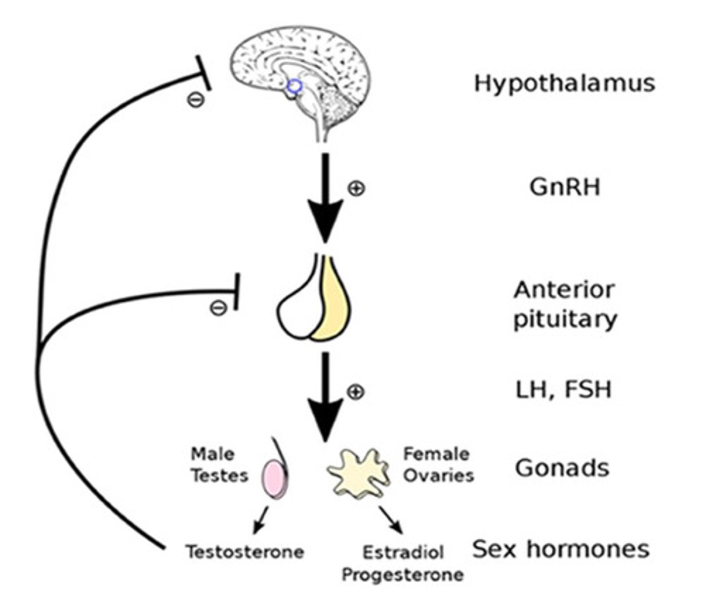 <p>hypothalamic-pituitary-gonadal axis:</p><p>- hypothalamus contains GNRH neurons which releases GNRH into portal vasculature, from where it is carried to anterior pituitary</p><p>- anterior pituitary releases LH/FSH which then acts on the gonads</p><p>- gonads release sex steroids and can act in feedback loops back to hypothalamus to regulate this axis and keep it maintained in homeostatic balance</p>
