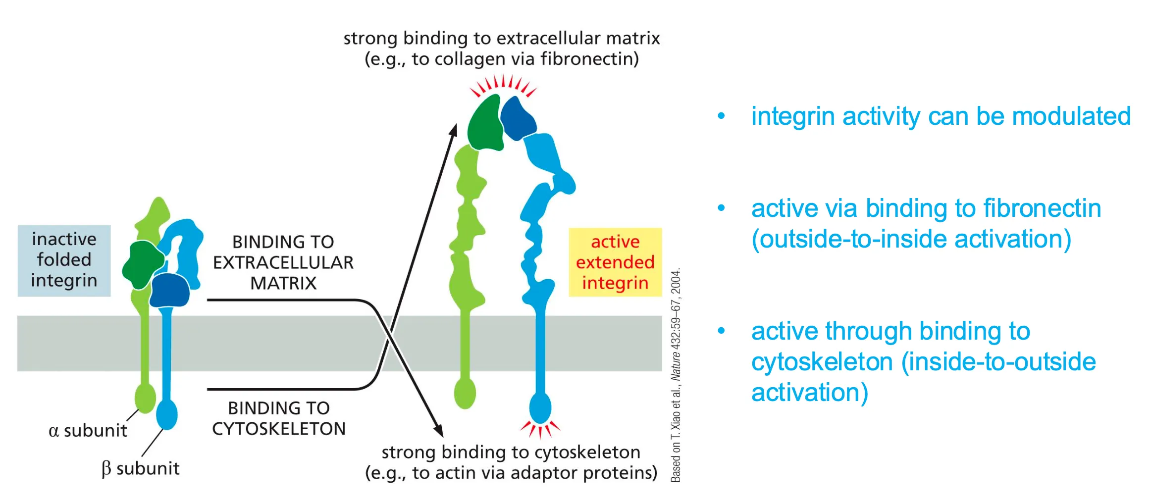 <p><span><span>When binding to either matrix or cytoskeleton and then unfolds to bind to the fibronectin.</span></span></p>
