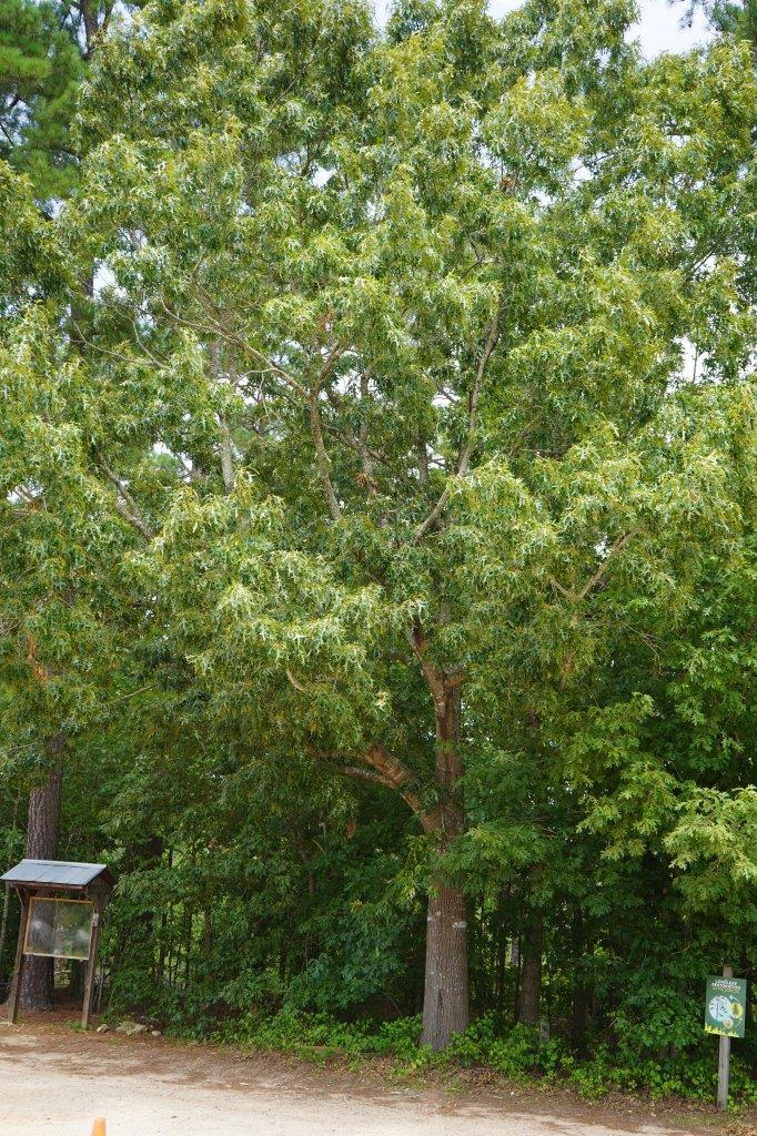 <p>Common name: southern red oak, Spanish oak</p><p>Family: Fagaceae</p><p>Notes: Fruit type = nut. Specific epithet = sickle-shaped (referring to the curve in some leaves). Fagaceae = Beech Family. Lumber sold as red oak; used for lumber, railroad ties, flooring, furniture, crates, and barrels (suitable only for slack cooperage-storing solids). Acorns valuable to wildlife but preferred less than the white oak group due to tannin concentration. All red oak acorns germinate in the spring.</p>