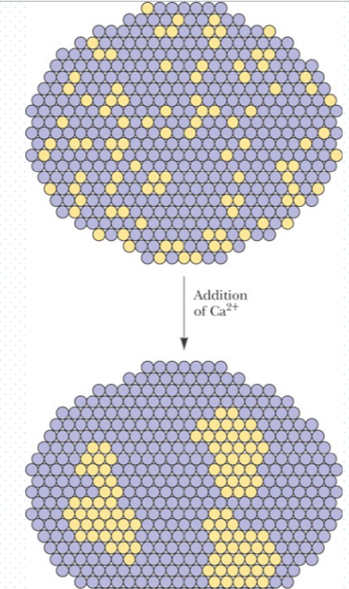 <p>you can see the lateral asymmetry </p>