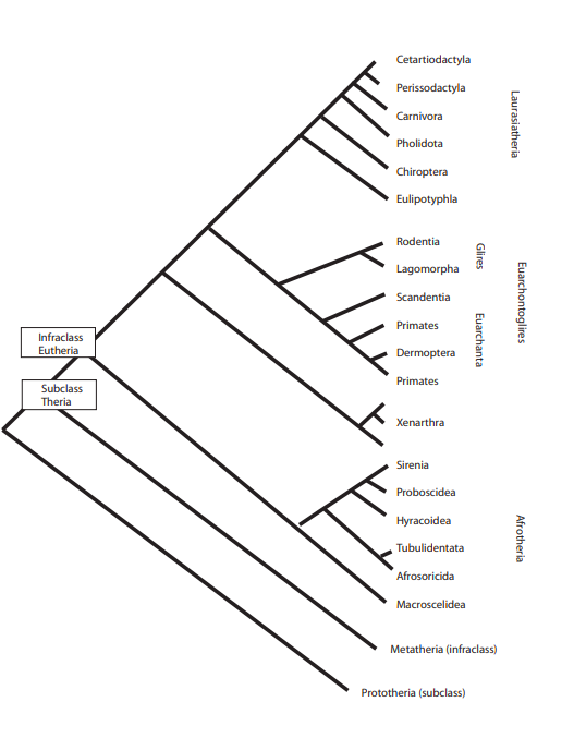 phylogenetic tree