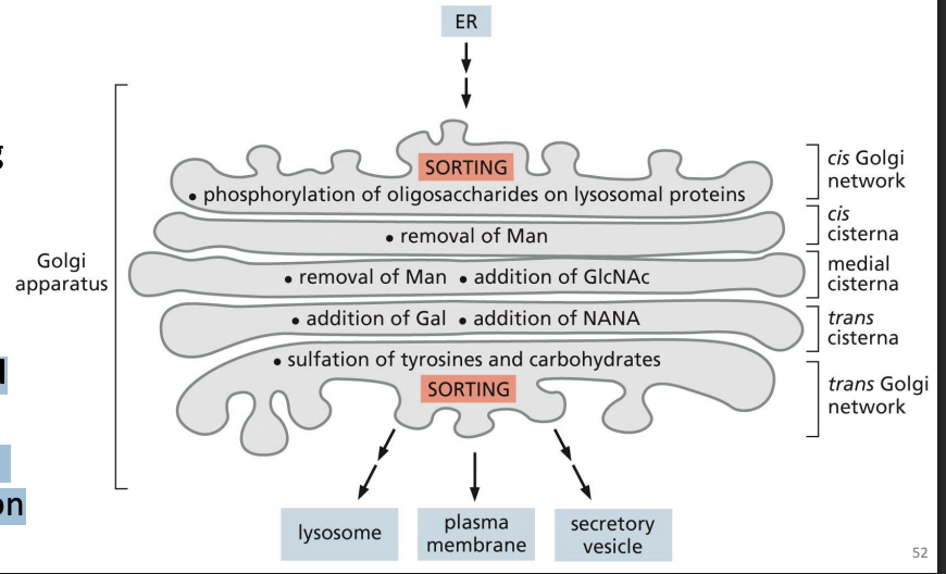 <p>Proteins are processed (e.g. cleavage), modified (e.g. glycans) and sorted = functional compartmentalization</p>