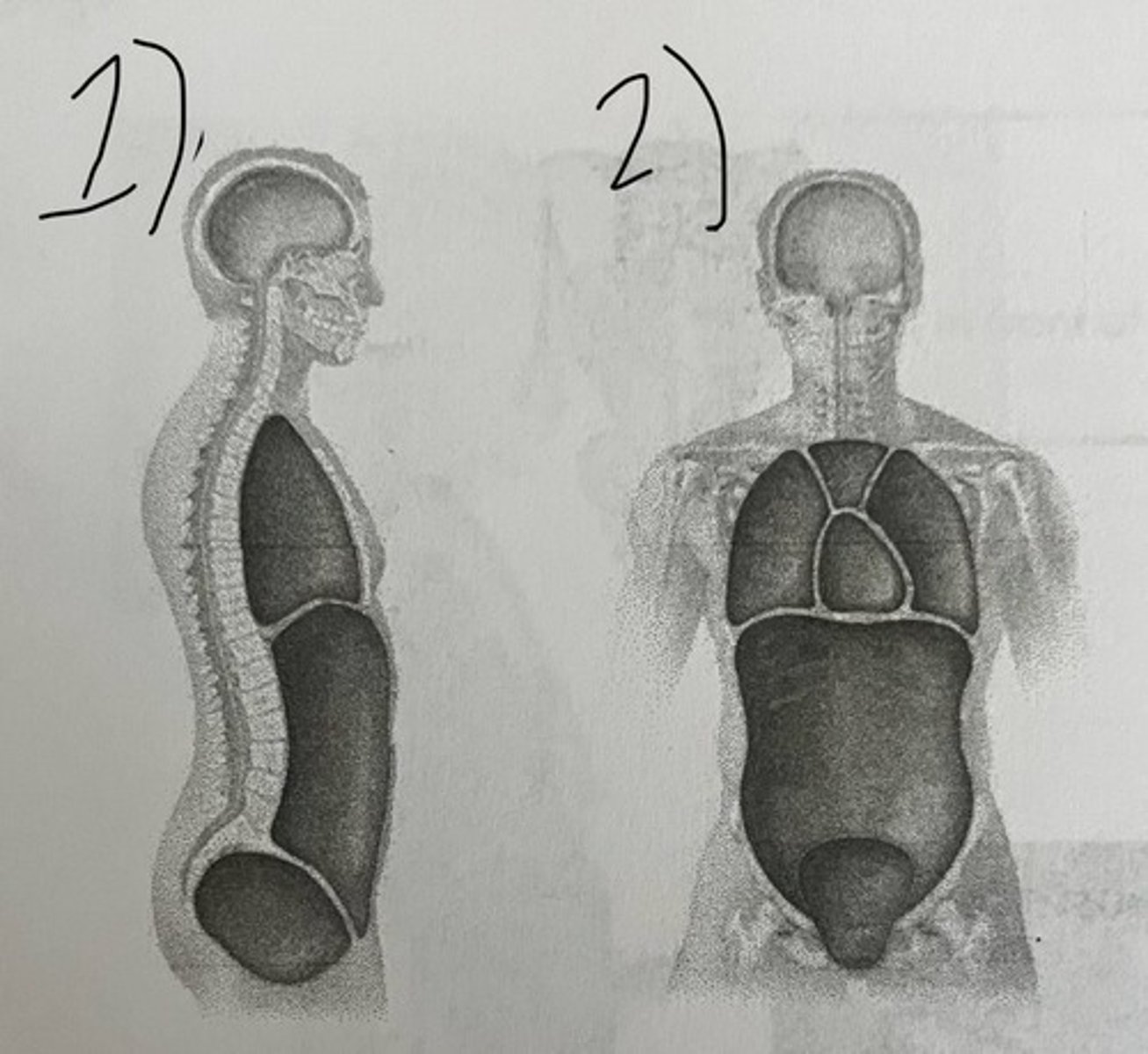 <p>#2 on the picture represents what type of view?</p>