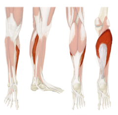 <p>Anterior calf muscle that straightens the foot, the more inferior calf muscle, origin at posterior tibia/fibula, insert at calcaneus</p>