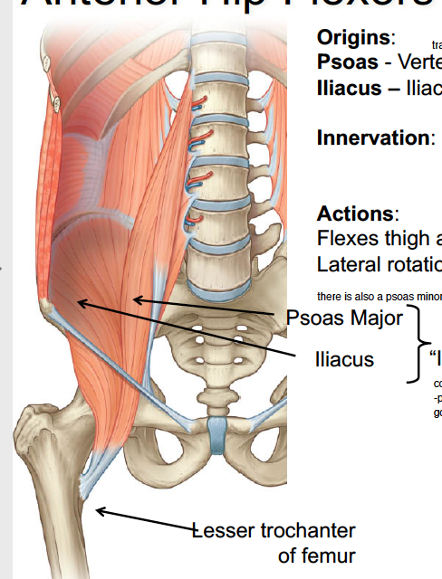 -origin of psoas is transverse process and bodies of vertebrae T12-L5 
-origin of iliacus is iliac fossa, so anterior/medial side of ilium 
-they have a common tendon onto the lesser trochanter, so known as iliopsoas 
-there is also a psoas mino that inserts on superior ramus of pubic 
-their innervation is anterior rami of femoral nerve (L1-L3) 
-their main action is flexes thigh at hip, also lateral rotation at hip 