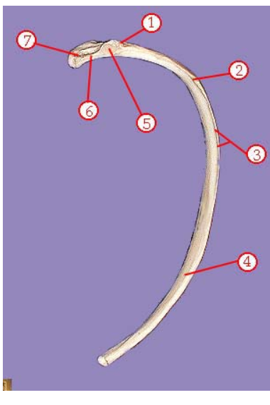 <p><span>Name the bone (write: right/left name of bone)</span></p>