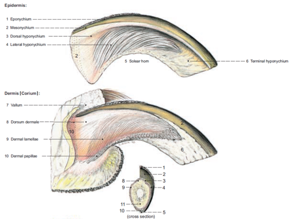<p>Specialized integument structures</p><ul><li><p>Epidermis - outer cornified layer, grows from germinal epithelium aka living epidermis just superficial to the dermis</p></li><li><p>Dermis - the sensitive part of the nail which contains sensory nerve endings and blood vessels</p></li><li><p>Ungual process - bony process deep to the dermis</p></li></ul>