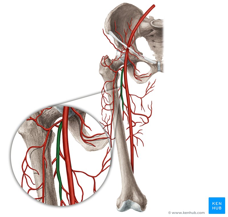 <ul><li><p>non terminal branch off femoral artery</p></li><li><p>branches laterally from the femoral artery</p></li></ul><p></p>
