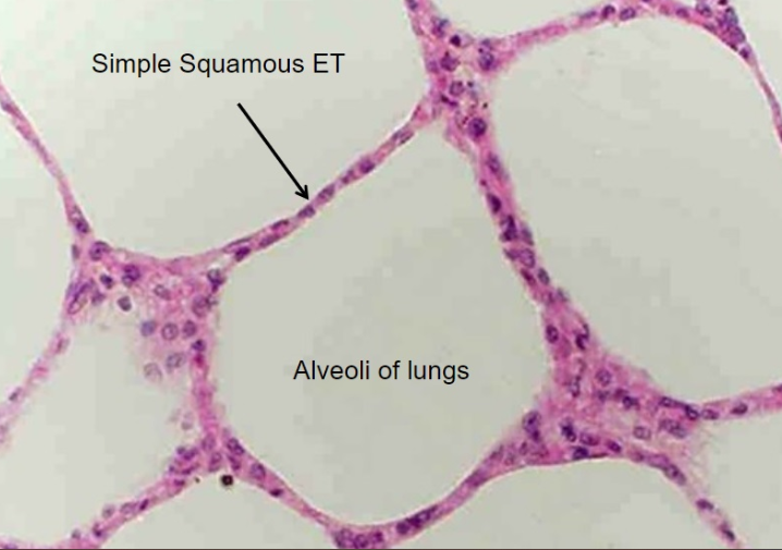 <p>A single layer of flat cells that facilitates diffusion, found in air sacs of lungs and line blood vessels. good for rapid diffusion </p>
