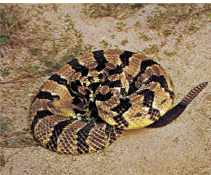 <p>order squamata, snakes</p>