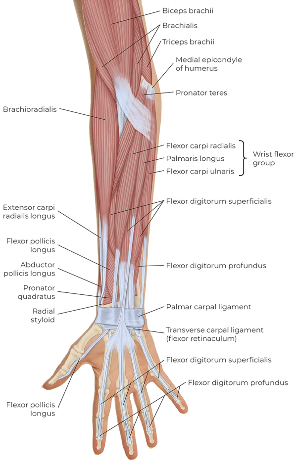 <p><span style="color: #000000">-flexor digitorum superficialis <br>-flexor digitorum profundus <br>-flexor pollicis longus</span></p>