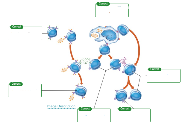 <p>This figure illustrates the activation of B and T cells. Label the cells that are involved in the process.</p><p><span style="font-size: inherit; font-family: inherit"><br></span></p>
