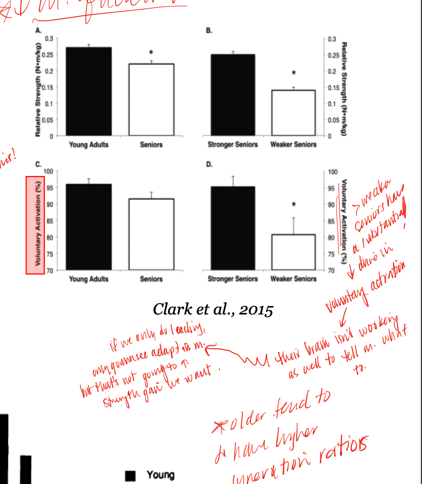 <p>as we age, we see this pattern regarding strength and loss of mass, may be due to denervation/re-innervation as we lose some alpha MN and see compensatory larger MUs as a response, which decreases specific force  </p>