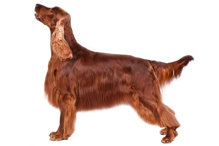 what dog breed is this 