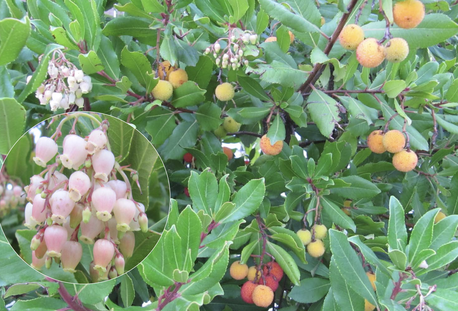 <p>Identificar la Ericaceae</p>