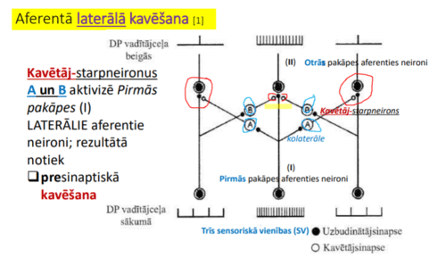 <p>Kavētāj-starpneironus A un B aktivizē Pirmās pakāpes (I) LATERĀLIE aferentie neironi; rezultātā notiek ❑presinaptiskā kavēšana</p>
