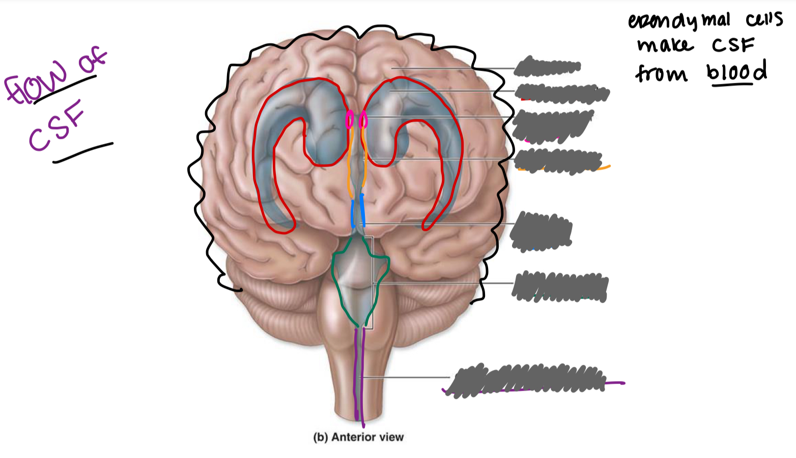 <p>label the ventricles/associated structures and explain the flow of CSF</p>