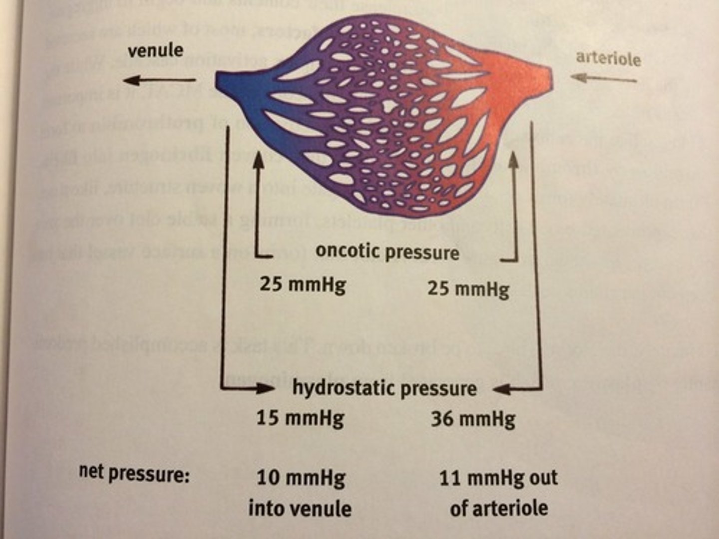 <p>a sum of the forces generated by hydrostatic and osmotic pressures; results in a greater attraction of fluid to one side of a membrane</p>