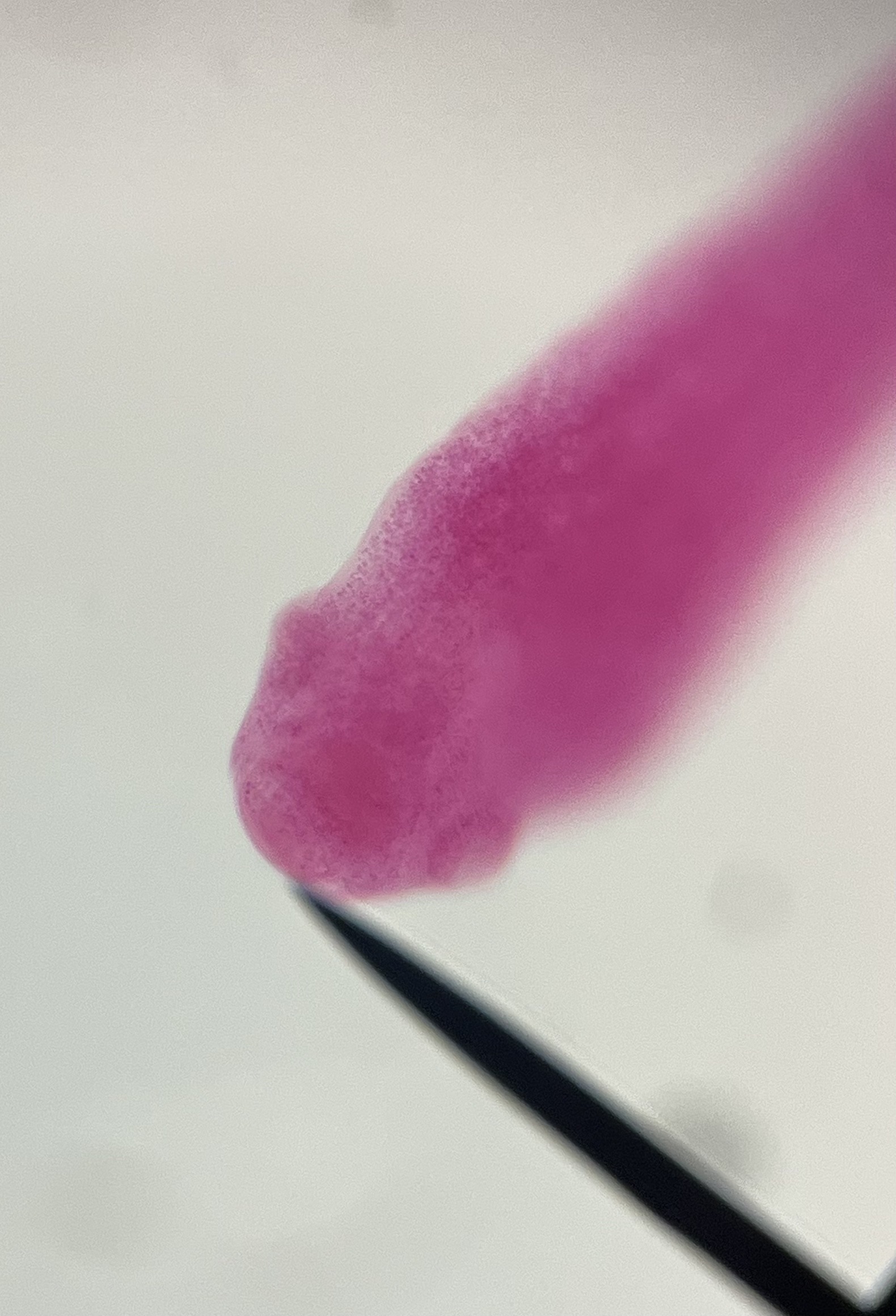 <p>What does the arrow point to on tapeworm? its hard to see, but they are the black bits at what appears to be the mouth</p>