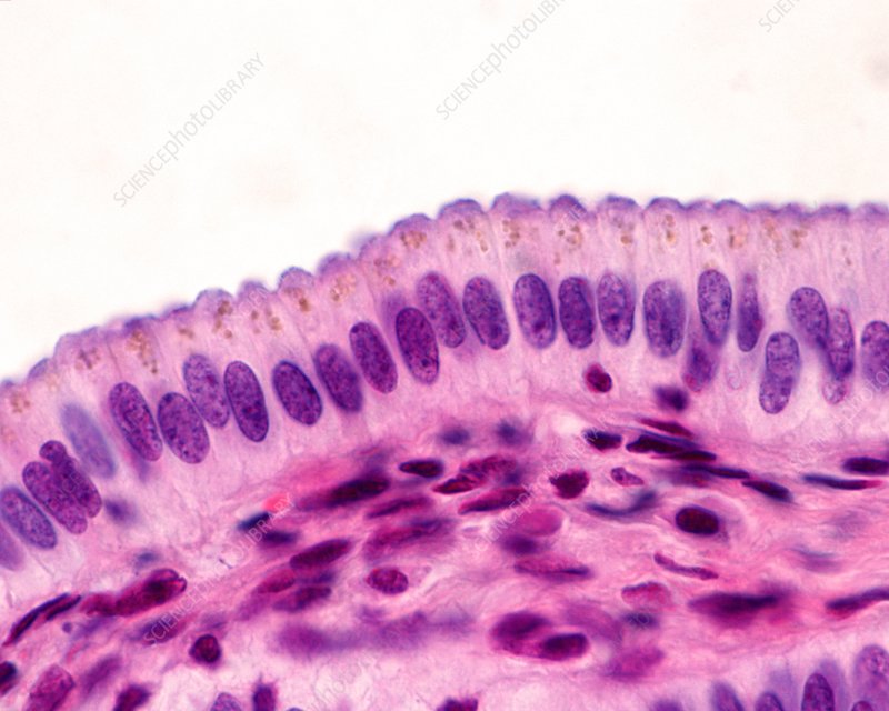 <p>A single layer of tall, column-shaped cells often found in the digestive tract, playing a key role in absorption and secretion. </p>