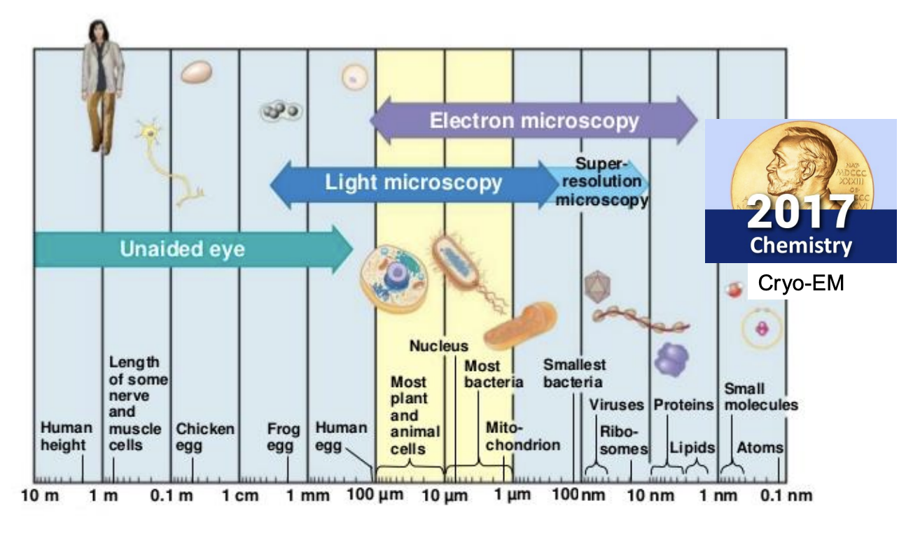 <ul><li><p>unaided eye: anything above 100 fancy ums</p></li><li><p>light microscopy: 100 - 1 </p><ul><li><p>most plant and land animals</p></li><li><p>nucleus</p></li><li><p>most bacteria</p></li><li><p>mitochondria</p></li></ul></li><li><p>Electron microscopy: 100 -1 nm</p><ul><li><p>light microscopy +</p></li><li><p>smallest bacteria</p></li><li><p>viruses</p></li><li><p>ribsoomes</p></li><li><p>proteins</p></li><li><p>lipids</p></li></ul></li><li><p>super resolution microscopy: 1 fancy u - 10 nm</p></li><li><p>Cryo-EM: 1 - 0.1 nm</p><ul><li><p>small molecules</p></li><li><p>atoms</p></li></ul></li></ul><p></p>