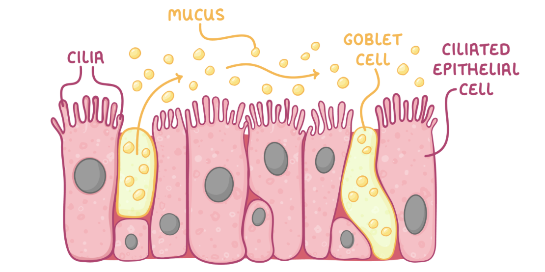 <p><strong>The ciliated epithelium contains&nbsp;mainly&nbsp;goblet cells and ciliated epithelial cells:</strong></p><ol><li><p><strong>Goblet cells - These produce and secrete mucus that traps dust and microbes.</strong></p></li><li><p><strong>Cilia&nbsp;on ciliated epithelial cells - These&nbsp;waft the mucus upward to the mouth so it can be swallowed.</strong></p></li></ol><p></p>