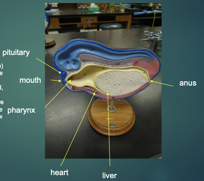 <p>explain the state of the blastula in terms of the neurulation/organogensis process (according to this model)</p>