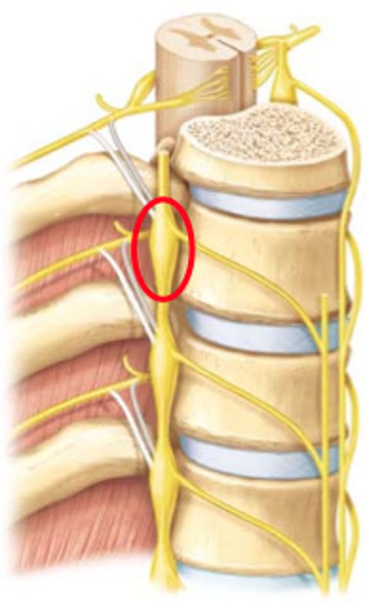 <p>Paired bundles of nerves and ganglia that run parallel, length of the spine</p>